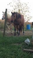 Morgan Horse Horses for sale in Ossian, IN 46777, USA. price: $1,200