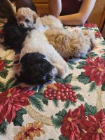 Morkie Puppies for sale in Newark, OH, USA. price: $1,000