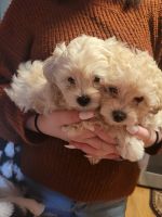 Morkie Puppies for sale in Newark, OH, USA. price: $1,200