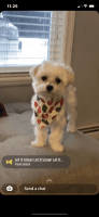Morkie Puppies for sale in Surrey, BC, Canada. price: $4,000
