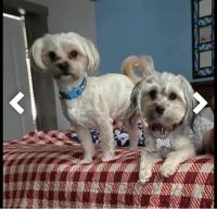 Morkie Puppies for sale in Fort Worth, TX, USA. price: $1,950