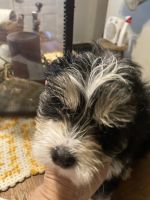 Morkie Puppies for sale in Newport, PA 17074, USA. price: $600