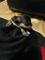 Morkie Puppies for sale in St. Louis, MO, USA. price: $800