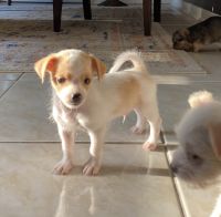 Morkie Puppies for sale in Orange Park, FL 32073, USA. price: $1,000