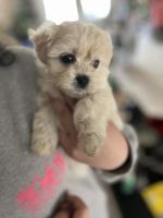 Morkie Puppies for sale in North Port, FL, USA. price: $950