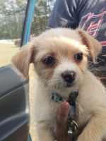 Morkie Puppies for sale in Charleston, SC, USA. price: $250