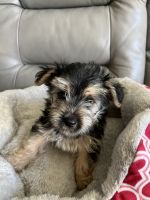 Morkie Puppies for sale in Clermont, FL, USA. price: $2,500