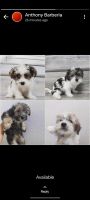 Morkie Puppies for sale in Kissimmee, FL 34758, USA. price: $1,000