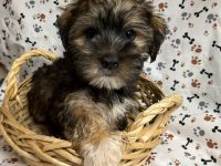 Morkie Puppies for sale in Jonestown, TX, USA. price: $700