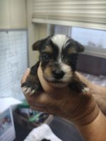 Morkie Puppies for sale in Pinetta, FL 32350, USA. price: $800