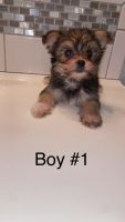 Morkie Puppies for sale in Joshua, TX, USA. price: $850