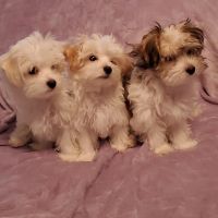 Morkie Puppies Photos
