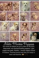 Morkie Puppies for sale in Naples, FL, USA. price: $750