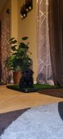 Morkie Puppies for sale in Palm Springs, CA, USA. price: $1,500