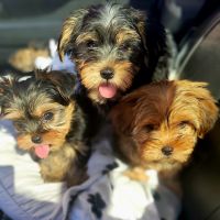 Morkie Puppies for sale in Las Vegas, NV, USA. price: $600