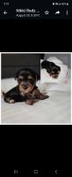 Morkie Puppies for sale in Baldwin, NY, USA. price: $2,000
