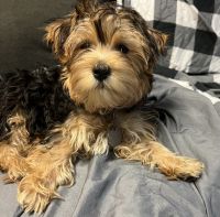 Morkie Puppies for sale in 6 Clearwater Ct, Streamwood, IL 60107, USA. price: $500