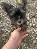 Morkie Puppies for sale in Randolph, Massachusetts. price: $2,000