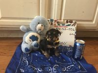 Morkie Puppies for sale in Monticello, AR 71655, USA. price: $550