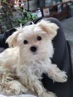 Morkie Puppies for sale in Owasso, Oklahoma. price: $800