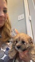 Morkie Puppies for sale in Kissimmee, Florida. price: $2,000