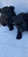 Morkie Puppies for sale in Warsaw, North Carolina. price: $600