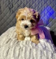 Morkie Puppies for sale in Jacksonville, Florida. price: $500
