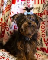 Morkie Puppies for sale in Barboursville, WV, USA. price: NA