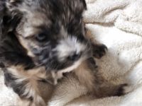 Morkie Puppies for sale in Bruce, FL 32455, USA. price: $500