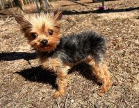 Morkie Puppies for sale in Laurel, Mississippi. price: $2,000