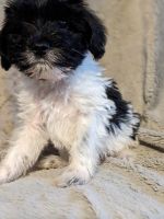 Morkie Puppies for sale in Keystone Heights, Florida. price: $750