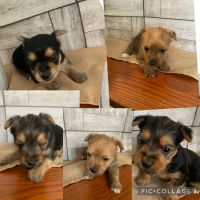 Morkie Puppies for sale in Asheville, North Carolina. price: $1,000