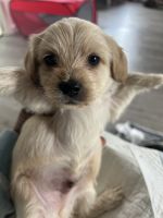 Morkie Puppies for sale in Fayetteville, North Carolina. price: $750