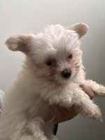 Morkie Puppies for sale in Winterville, NC, USA. price: $750