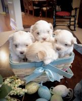 Morkie Puppies for sale in Lexington, South Carolina. price: $750