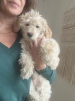 Morkie Puppies for sale in Oakley, California. price: $800
