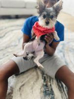 Morkie Puppies for sale in Chesapeake, Virginia. price: $1,950