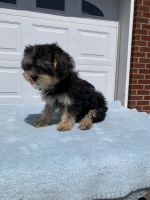 Morkie Puppies for sale in Galax, Virginia. price: $1,500