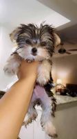 Morkie Puppies for sale in Dallas, Texas. price: $750