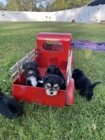 Morkie Puppies for sale in Learned, MS, USA. price: NA