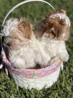 Morkie Puppies for sale in Tarpon Springs, Florida. price: $1,700