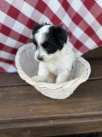 Morkie Puppies for sale in Umatilla, Florida. price: $1,300