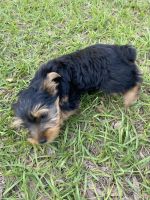 Morkie Puppies for sale in Plant City, Florida. price: $750