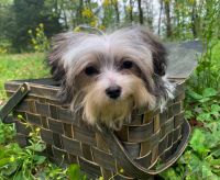 Morkie Puppies for sale in Winslow, Arkansas. price: $200