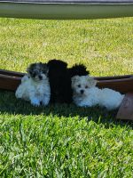 Morkie Puppies for sale in Naples, Florida. price: $3,000
