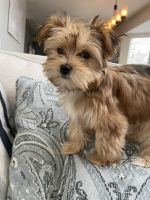 Morkie Puppies for sale in Castle Rock, Colorado. price: $1,500