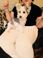 Morkie Puppies for sale in St. Francis, Minnesota. price: $1,000