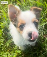 Morkie Puppies for sale in Mt. Juliet, Tennessee. price: $800