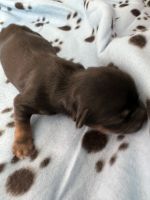 Morkie Puppies for sale in Fort Worth, TX, USA. price: $1,500
