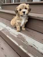 Morkie Puppies for sale in Fort Worth, TX, USA. price: $1,500